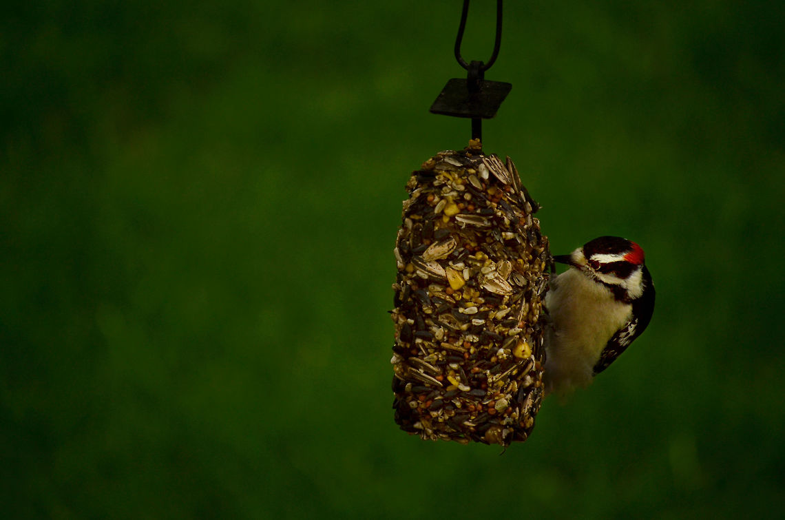 Little Woodpecker This little woodpecker is enjoying food hanging from pear tree in Iowa.  Downy Woodpecker,Downy woodpecker,Dryobates pubescens,Picoides pubescens,adorable,cute,downy,food,hungry,iowa,nature,pear,photography,states,tree,united,wildlife,woodpecker
