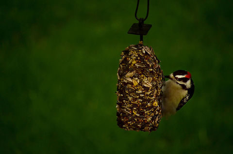 Little Woodpecker This little woodpecker is enjoying food hanging from pear tree in Iowa.  Downy Woodpecker,Downy woodpecker,Dryobates pubescens,Picoides pubescens,adorable,cute,downy,food,hungry,iowa,nature,pear,photography,states,tree,united,wildlife,woodpecker
