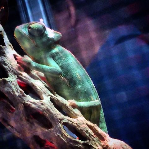 image  Chamaeleo calyptratus,Veiled chameleon