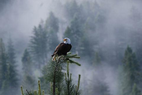 Bald Eagle  Bald Eagle,Geotagged,Haliaeetus leucocephalus,Spring,United States