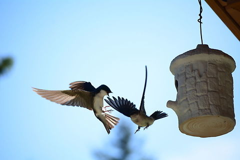 Tree Swallow, Washington, USA  Barn swallow,Geotagged,Hirundo rustica,Organ-pipe mud dauber,Spring,Tachycineta bicolor,Tree Swallow,Trypoxylon politum,United States