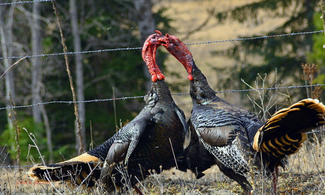 Two Turkeys, USA  Meleagris gallopavo,Quercus laevis,Turkey Oak,Wild turkey