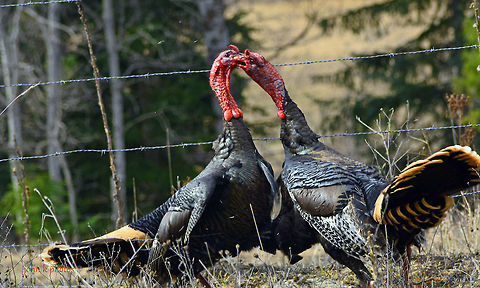 Two Turkeys, USA  Meleagris gallopavo,Quercus laevis,Turkey Oak,Wild turkey