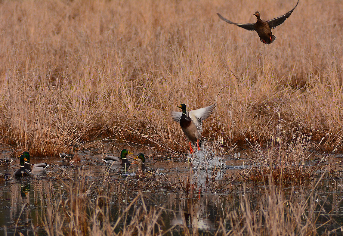 Mallards landing, USA  Anas platyrhynchos,Mallard
