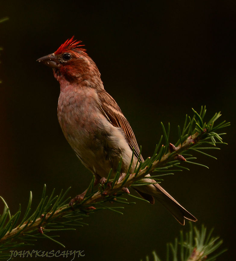 CASSINS FINCH  Cassins finch,Haemorhous cassinii