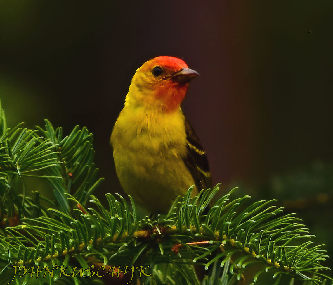 Western Tanager in WA State  Piranga ludoviciana,Western tanager