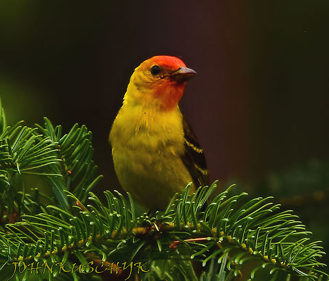Western Tanager in WA State  Piranga ludoviciana,Western tanager