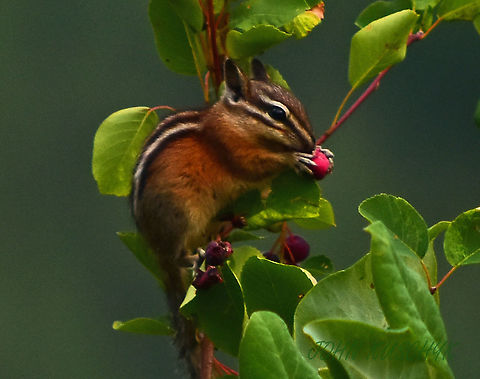 Chipmunk feeding on wild berries WA state after  raiding a bird feeder this guy decided to go back to nature and eat a berry animals,chipmunk,feeding,nature