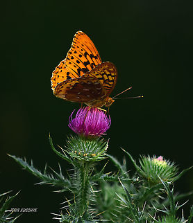 Butterfly on Thistle Butterfly on Thistle butterfly,insects,macro,nature,thistle