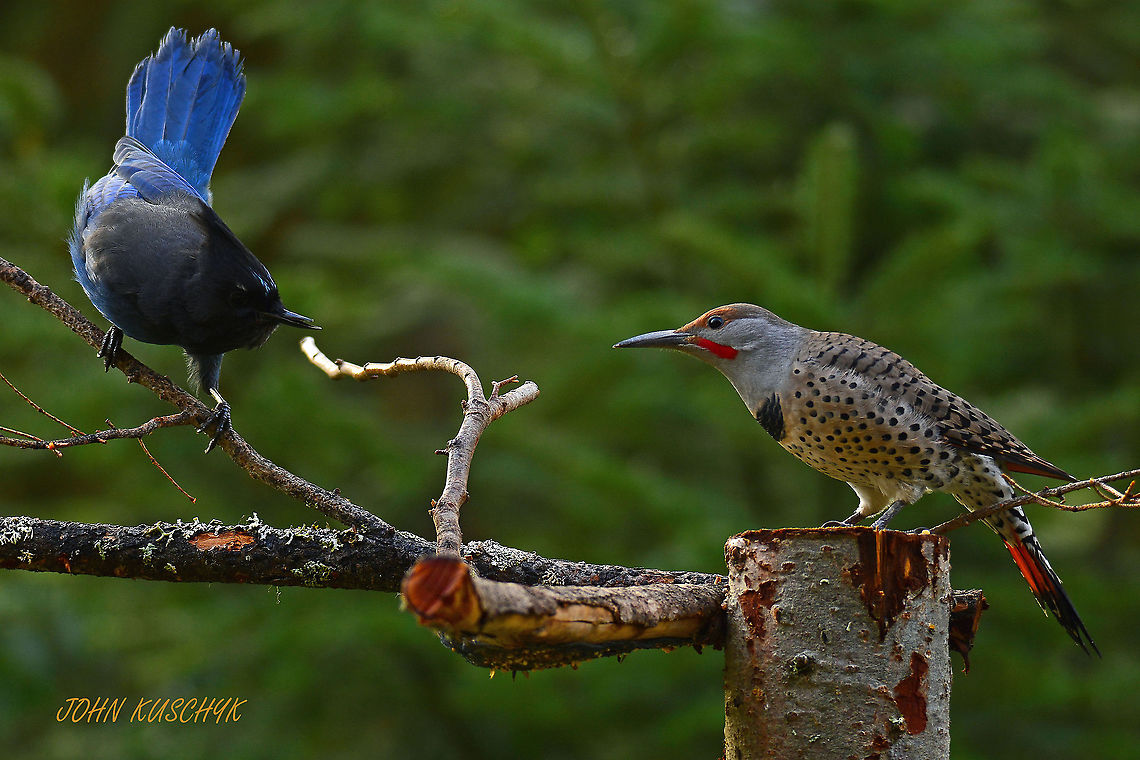 Stellers Jay and a Northern Flicker A stellers jay and northern flicker arrived at the feeder about the same time and were jockeying for position.<br />
<br />
 Birds,Cyanocitta stelleri,Stellers jay,Woodpecker,jay,northern flicker