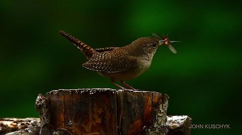 House Wren with dinner  Birds,Geotagged,House wren,Spring,Troglodytes aedon,United States,wren