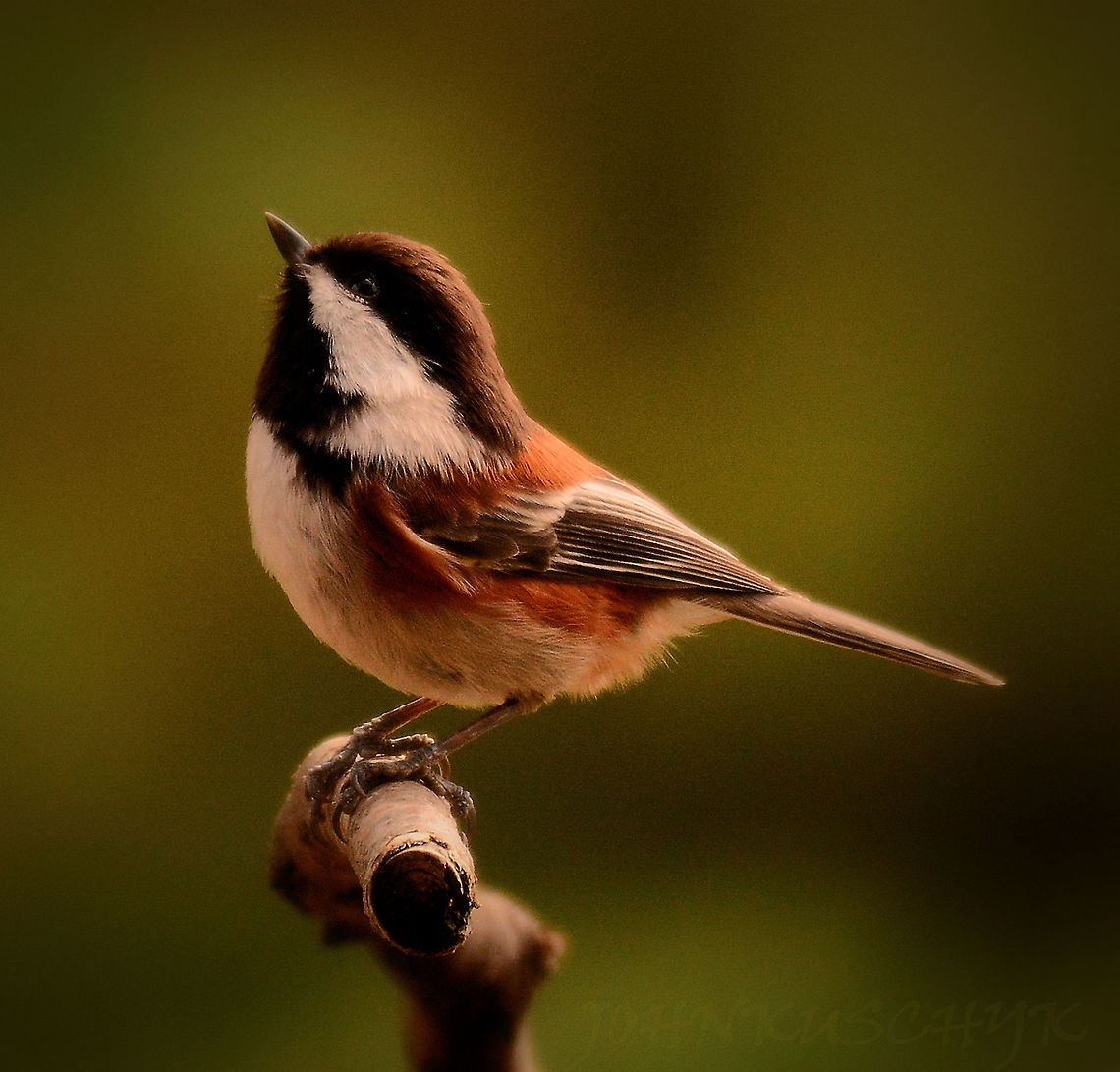 Chestnut-backed chickadee  Chestnut-backed chickadee,Chickadee,Perching Bird,Poecile rufescens