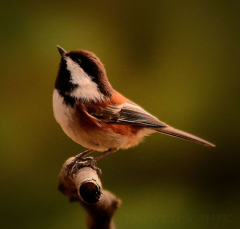 Chestnut backed chickadee