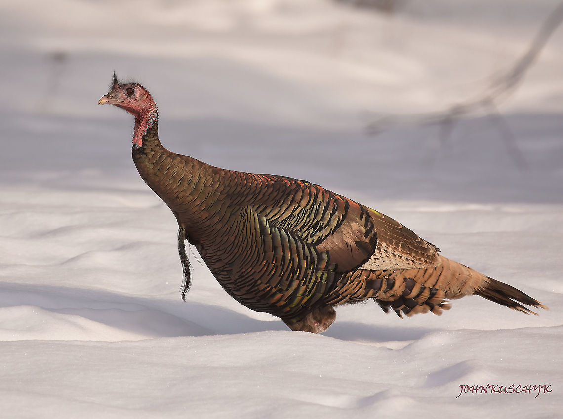 Tom Turkey in Winter  Meleagris gallopavo,Wild Turkey,Wild turkey,winter,winter birds