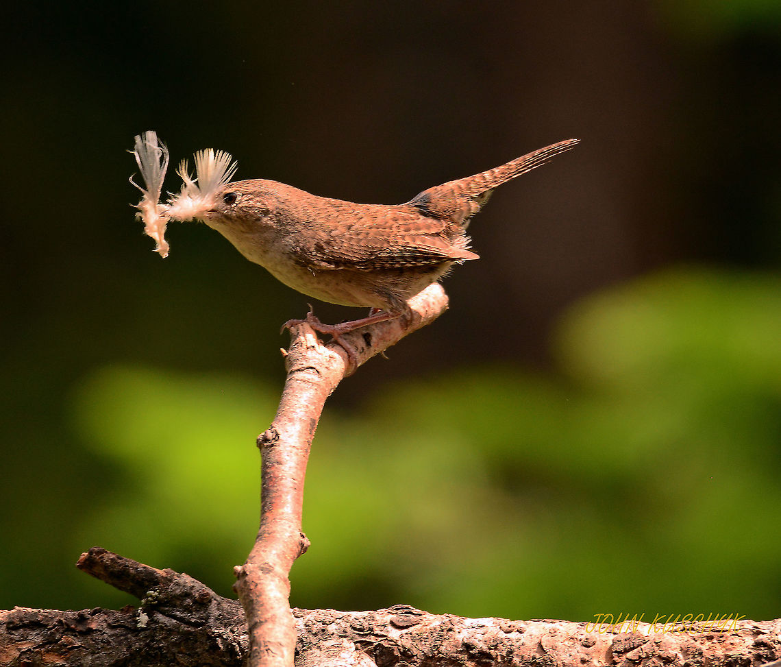 House Wren Feathering It's Nest! House wren stopped on this on it&#039;s way to it&#039;s nest. House wren,Troglodytes aedon,bird,house wren,wren