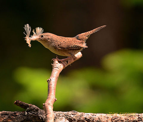 House wren