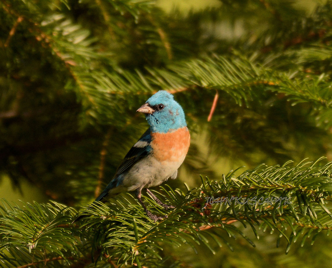 Lazuli bunting, male  Geotagged,Lazuli bunting,Passerina amoena,Summer,United States