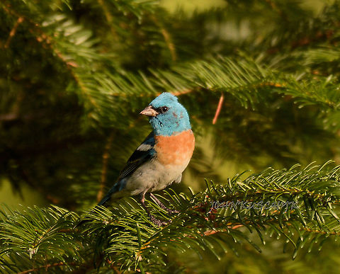 Lazuli bunting