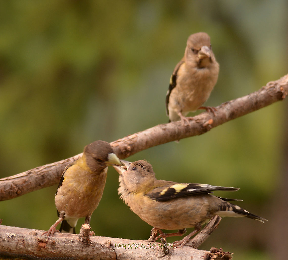 Mom always liked you best! This grosbeak was tending to it&#039;s young but the one in the background, doesn&#039;t seem to agree with her choice. Coccothraustes vespertinus,Evening grosbeak,Geotagged,Summer,United States