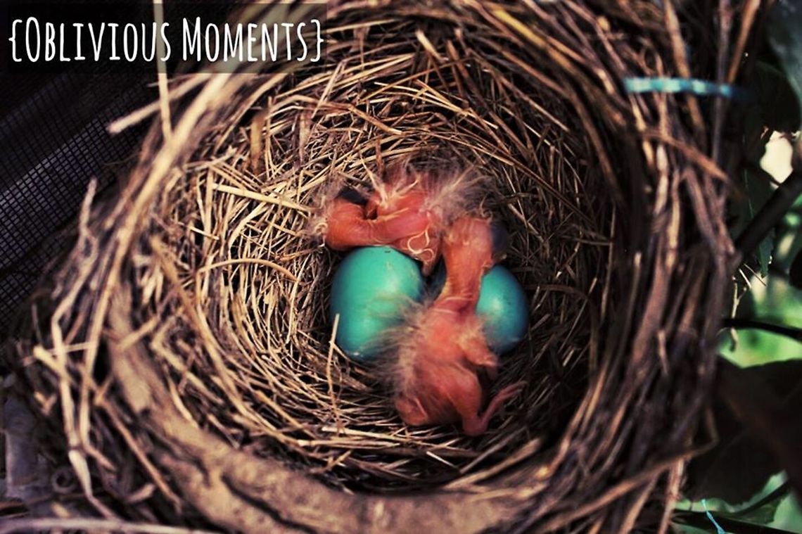 American robin's nest  American Robin,Turdus migratorius