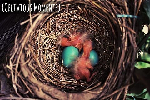 American robin's nest  American Robin,Turdus migratorius