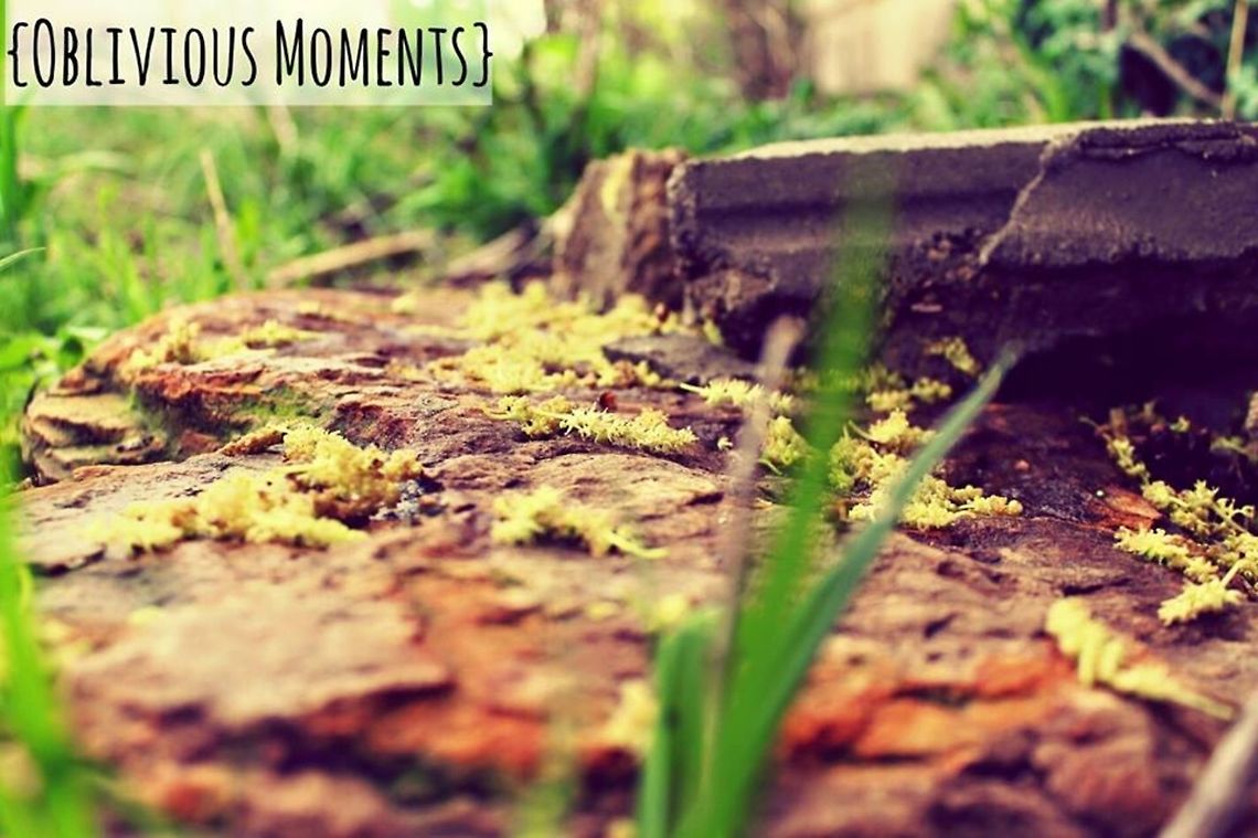 11168380_1583656428555994_1395191419064217206_n