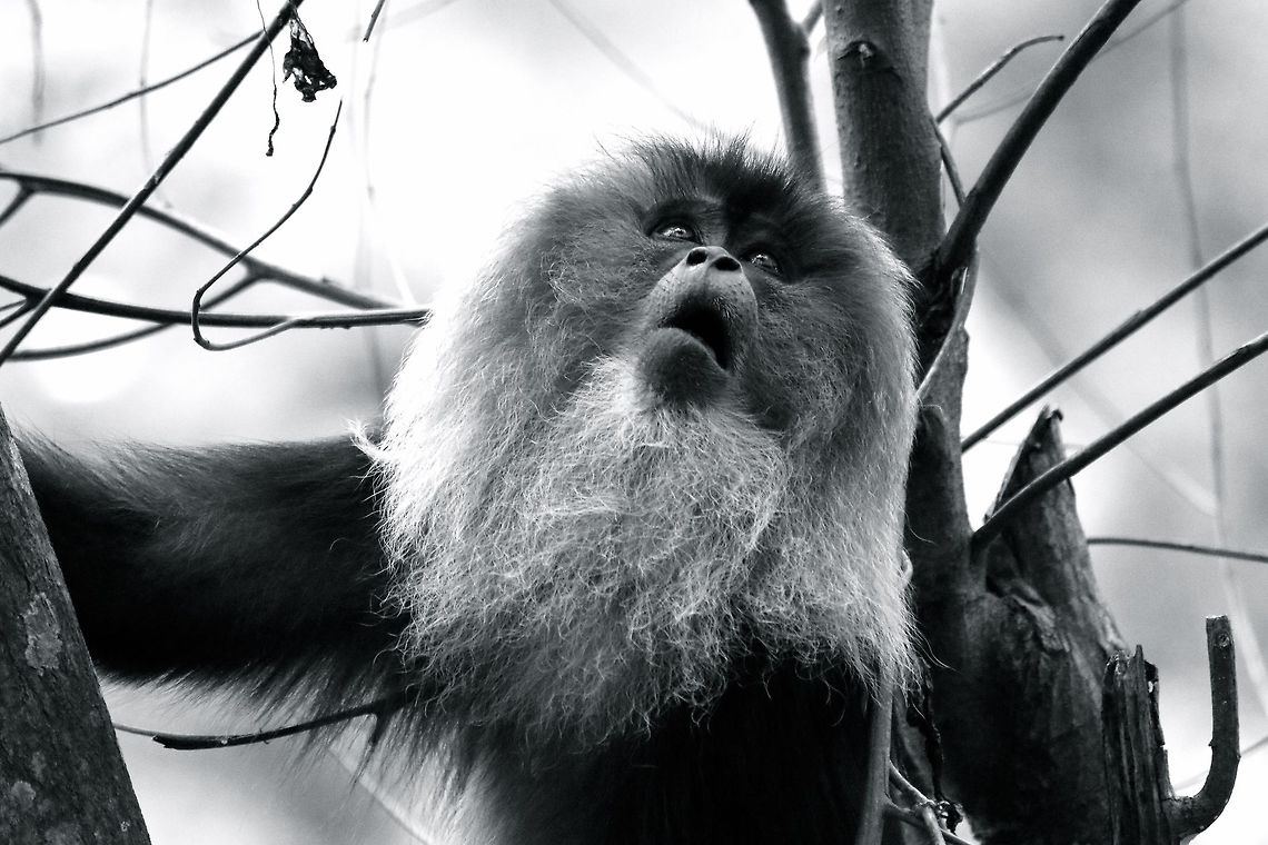 lion tailed macaque, India LION TAILED MACAQUE,The hair of the lion-tailed macaque is black. Its outstanding characteristic is the silver-white mane which surrounds the head from the cheeks down to its chin, which gives this monkey its German name Bartaffe - &quot;beard ape&quot; India,lion tailed macaque