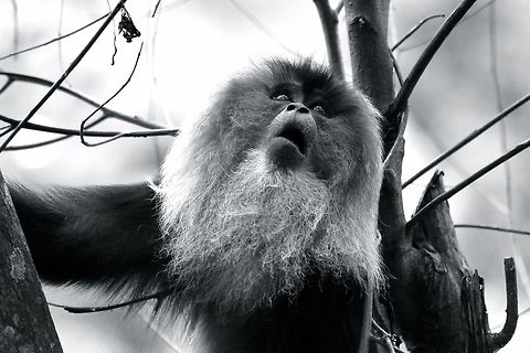 lion tailed macaque, India LION TAILED MACAQUE,The hair of the lion-tailed macaque is black. Its outstanding characteristic is the silver-white mane which surrounds the head from the cheeks down to its chin, which gives this monkey its German name Bartaffe - "beard ape" India,lion tailed macaque
