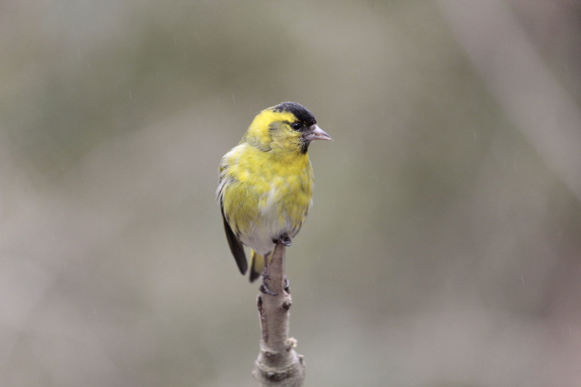 Siskin, North Wales, UK I was taking photographs of all sorts of birds when this wonderful little bird perched perfectly in front me and posed ready for there close up. Eurasian siskin,Siskin,Spinus spinus,United Kingdom,wales