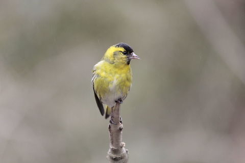Siskin, North Wales, UK I was taking photographs of all sorts of birds when this wonderful little bird perched perfectly in front me and posed ready for there close up. Eurasian siskin,Siskin,Spinus spinus,United Kingdom,wales