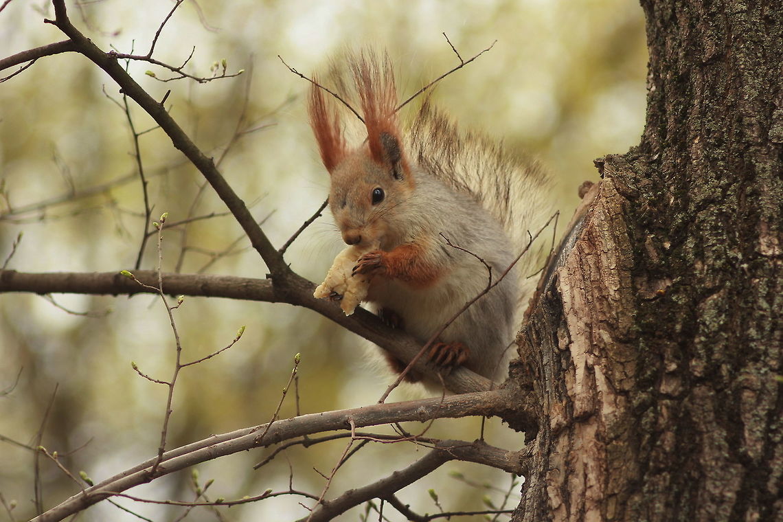 Red squirrel  Red Squirrel,Sciurus vulgaris
