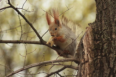 Red squirrel  Red Squirrel,Sciurus vulgaris