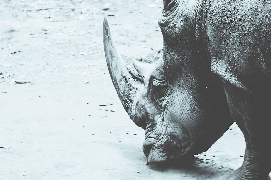 The Majestic Monster, Black Rhino in Nairobi Kenya The black rhino is among one of the most endangered animals on earth. I am privileged to have come so close to one of these amazing animals and observe as it went about with its day. The remaining black rhinos are heavily protected in Kenya in hope that the next generations will have the opportunity to see them as well. Black rhinoceros,Diceros bicornis