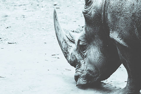 The Majestic Monster, Black Rhino in Nairobi Kenya The black rhino is among one of the most endangered animals on earth. I am privileged to have come so close to one of these amazing animals and observe as it went about with its day. The remaining black rhinos are heavily protected in Kenya in hope that the next generations will have the opportunity to see them as well. Black rhinoceros,Diceros bicornis