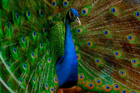 The Indian Peacock. Proudest Bird in the Animal Kingdom, St. Aubin Mauritius As proud as a peacock. Indeed anyone would be as proud would they look this beautiful everyday of their life. During my trip in Mauritius i came about this beautiful bird in St. Aubin and i couldn't resist taking the shot. We rarely get an opportunity to experience such majesty on a daily basis. Anartia fatima,Banded Peacock,Indian peafowl,Pavo cristatus