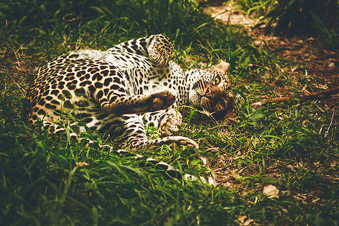 The Big Playful Cats, Leopard in Nairobi Kenya On a tour around the Nairobi Nature trail, we stood waiting for this beautiful animal to come out from the bushes so we could take pictures but after waiting too long we decided to go round the fence to see if we could spot it. We were greeted by this amazing view of it playing about in the grass enjoying the warm savannah sun. Even big cats like to have some fun. African Leopard,Panthera pardus pardus