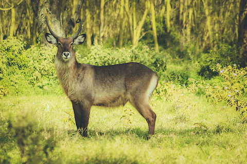 Waterbuck Poses for the Camera, Nakuru Kenya This beauty was busy having his lunch as we drove by and i slowly pulled over to take pictures. I was afraid if he saw me he would run away but when he looked up he remained in this position for more than 5 minutes allowing me to take as many pictures of him as i could. Such a beautiful animal. Kobus ellipsiprymnus,Waterbuck
