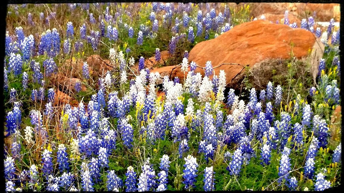 Texas Bluebonnets The Texas Hill Country is known for it&#039;s Bluebonnets.  They are also the state flower. The picture was taken in Lake Buchanan, which is in terrible drought, only 36.8% full. But the lake bed was blue with bluebonnets this year. Breathtaking! Geotagged,Lupinus texensis,Texas Bluebonnet,United States
