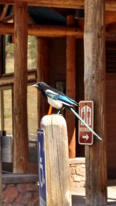 the Magpie Taken just before entering Rocky Mountain National Park near Estes Park, Co. He was a funny bird, he kept dancing around and posing for me. When the sun caught him right and showed his blue color, I was stunned. He was beautiful! Azure-winged magpie,Cyanopica cyanus,Geotagged,Pica hudsonia,Spring,United States,black-billed magpie