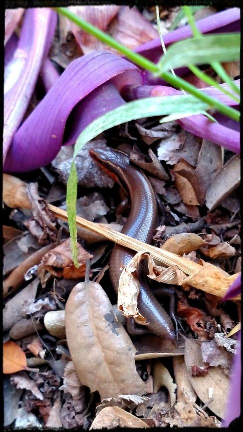Looking for some sunshine A skink startled me today, moving through the garden. Looks like the poor guy lost his tail. I have seem others, but this is the first I remember that had a red color around his bottom jaw. Four-lined skink,Geotagged,Plestiodon tetragrammus,Spring,United States