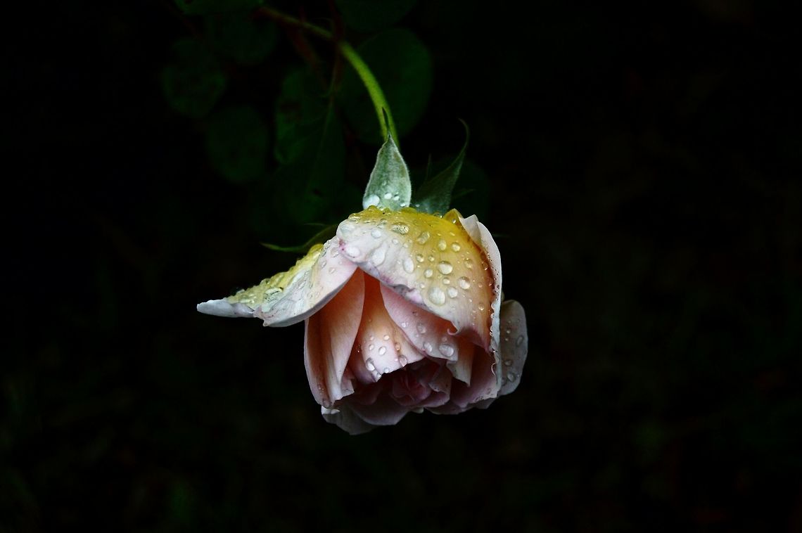 Spring rose April showers bring spring flowers.  This rose was captured in my front yard.  This spring rose is blooming from it's yellowish state of bud, to it's beautiful pink blossomed flower.   Geotagged,Pink Rose,Spring,United States