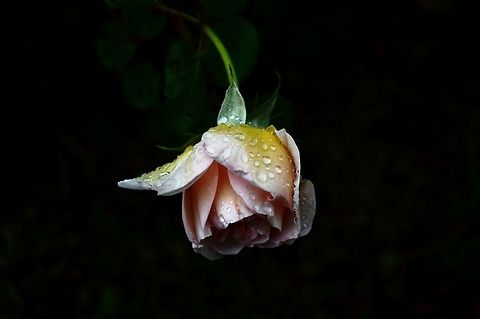 Spring rose April showers bring spring flowers.  This rose was captured in my front yard.  This spring rose is blooming from it's yellowish state of bud, to it's beautiful pink blossomed flower.   Geotagged,Pink Rose,Spring,United States
