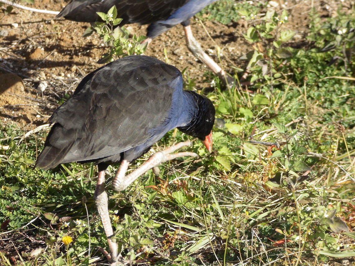 The Purple swamphen  Australasian swamphen,Fall,Geotagged,New Zealand,Porphyrio melanotus,Porphyrio porphyrio,Purple swamphen