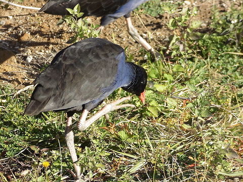 The Purple swamphen  Australasian swamphen,Fall,Geotagged,New Zealand,Porphyrio melanotus,Porphyrio porphyrio,Purple swamphen