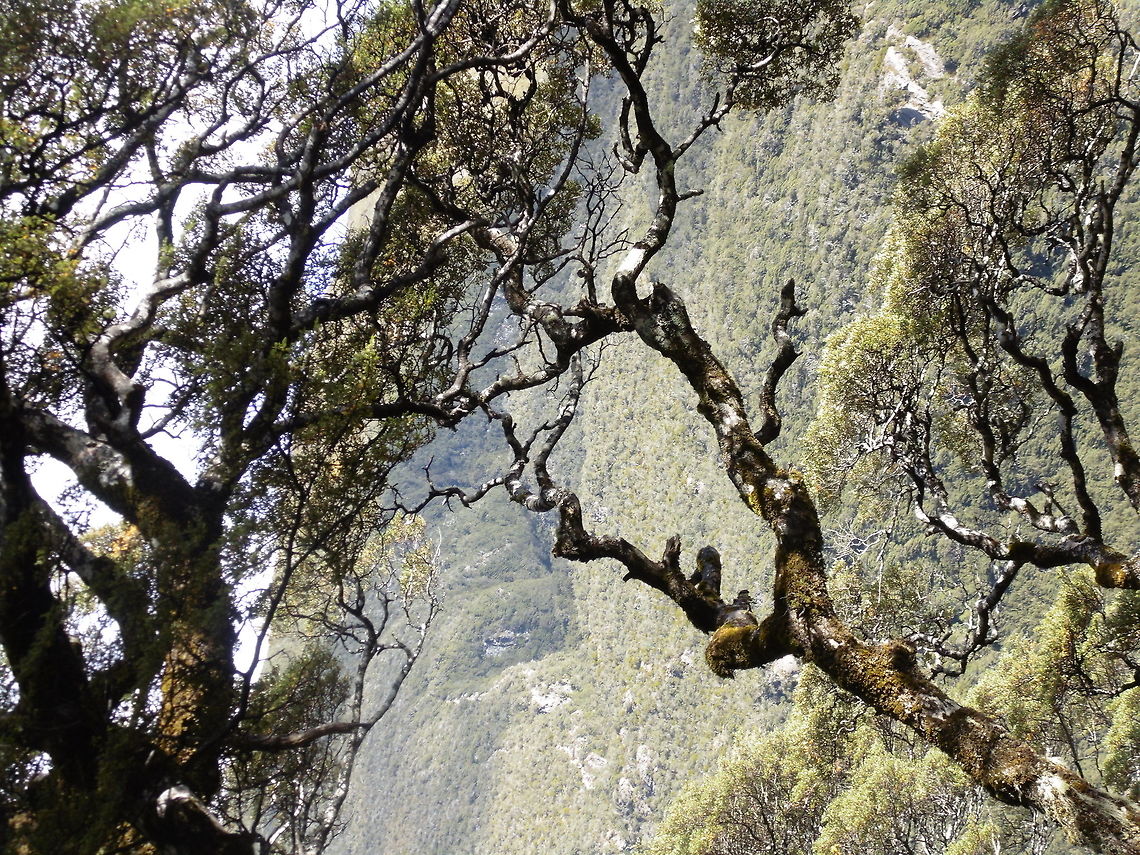 ??? I saw this tree on the South Island of New Zealand right next to a stunning waterfall. Fall,Geotagged,New Zealand