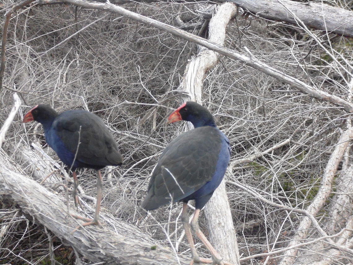 The Purple swamphen  Australasian swamphen,Fall,Geotagged,New Zealand,Porphyrio melanotus,Porphyrio porphyrio,Purple swamphen