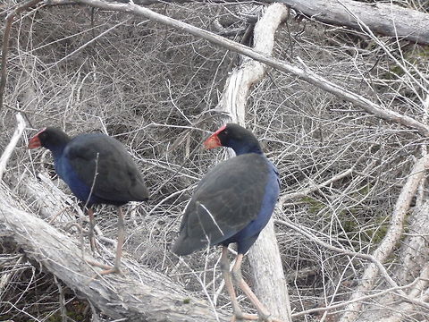 The Purple swamphen  Australasian swamphen,Fall,Geotagged,New Zealand,Porphyrio melanotus,Porphyrio porphyrio,Purple swamphen