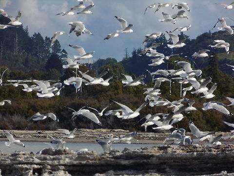 Sea Gull I saw these seagulls in New Zealand and the ruins of an old... don't laugh... spa. They where lounging. Fall,Geotagged,New Zealand