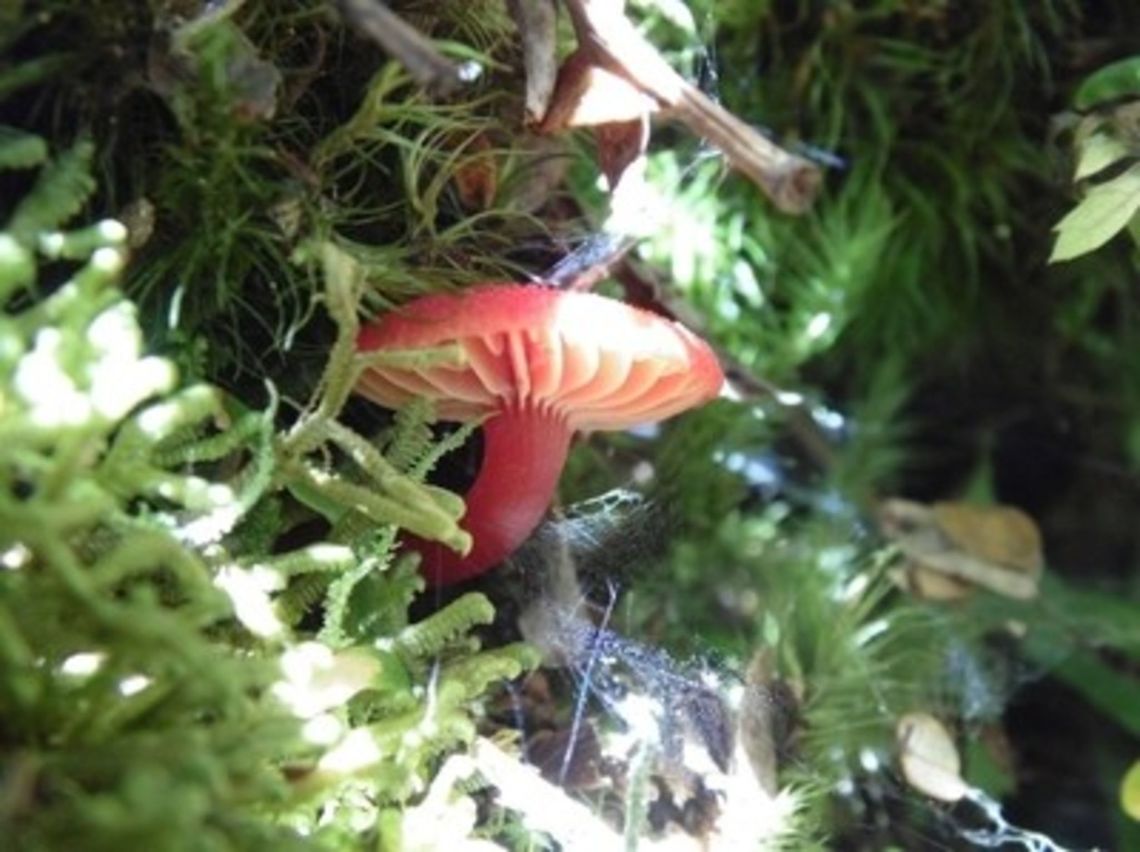 ??? this wonderful red mushroom i found was in the North island of NZ. It was on a path to a waterfall. This actually is just one color of many colors of mushrooms in New Zealand. There.There are blue and pink ones. And I hear there are a lot more.<br />
 Geotagged,New Zealand