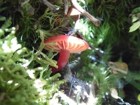 ??? this wonderful red mushroom i found was in the North island of NZ. It was on a path to a waterfall. This actually is just one color of many colors of mushrooms in New Zealand. There.There are blue and pink ones. And I hear there are a lot more.
 Geotagged,New Zealand